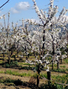 prove di campo con prodotti fitosanitari