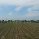 Sperimentazioni fitofarmaci Biofarm - parcellamento