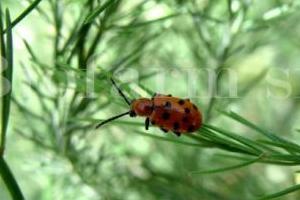 Criocera duodecimpunctata su asparago